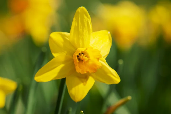 Bahar sarı nergis — Stok fotoğraf