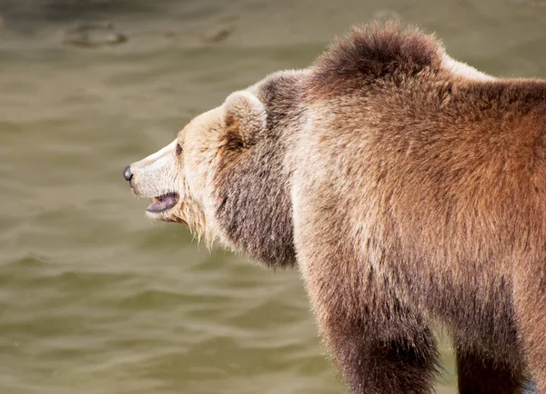 Brown bear catches fish — Stock Photo, Image