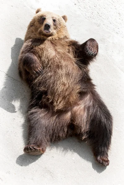 ヒグマ (ursus arctos arctos)、地面に横たわっています。 — ストック写真