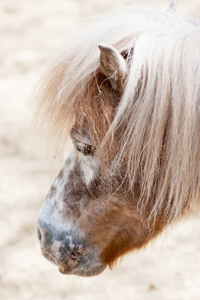 Przewalski's horse — Stock Photo, Image