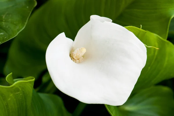 화이트 칼라 백합 꽃 (zantedeschia) — 스톡 사진
