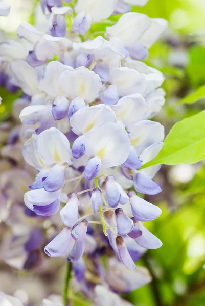 Detail van Japanse blauweregen (wisteria floribunda) — Stockfoto