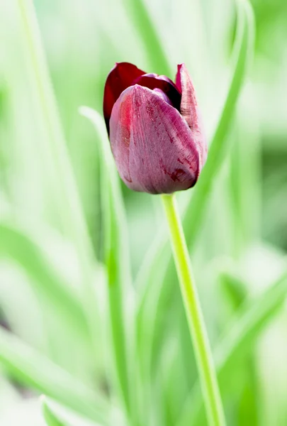 Красивый одиночный тюльпан — стоковое фото