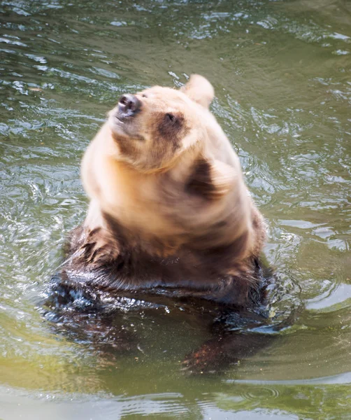 Grande urso marrom sacode a água — Fotografia de Stock