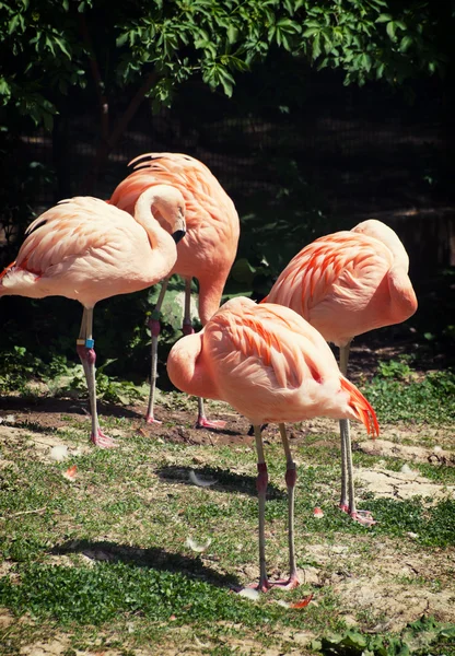 Four american flamingos (Phoenicopterus ruber) — Stock Photo, Image