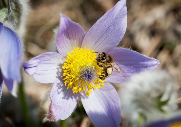 Pequena abelha poliniza a flor pulsatilla — Fotografia de Stock