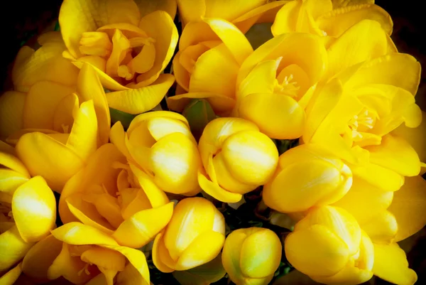 Beautiful yellow freesia — Stock Photo, Image