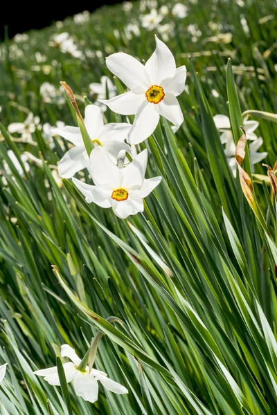 Bílý Narcis květiny — Stock fotografie