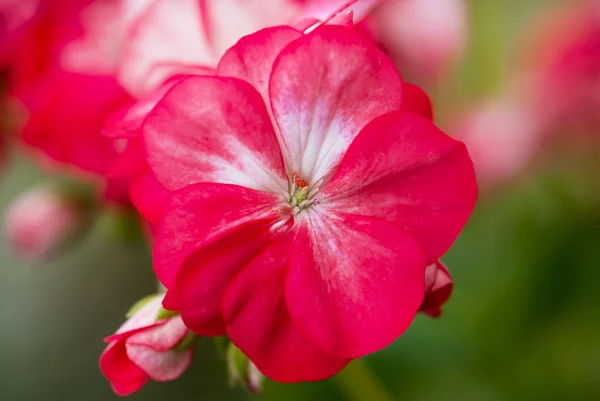 Gros plan d'une fleur de pélargonium rouge — Photo