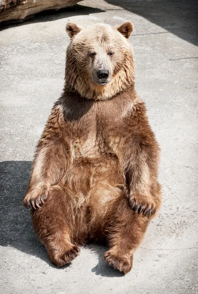 Young brown bear (Ursus arctos arctos) sitting on the ground — Stock Photo, Image