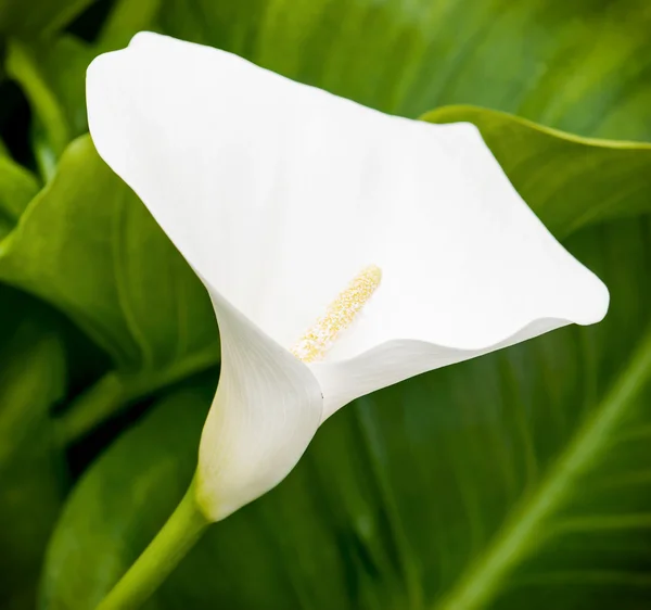 One white calla lily flower in the spring garden — Stock Photo, Image