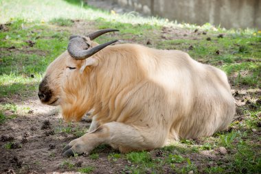 Altın takin (budorcas taxicolor bedfordi)