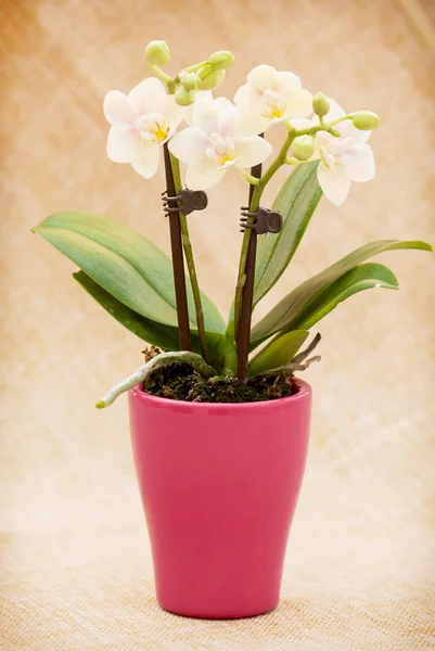 Flowers in a red flowerpot — Stock Photo, Image