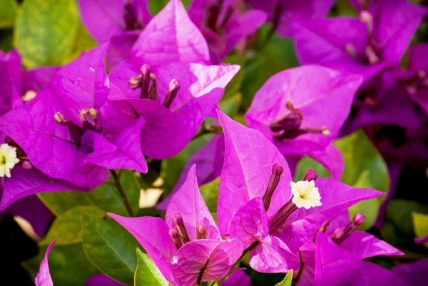 Bougainvillea purple flowers — Stock Photo, Image