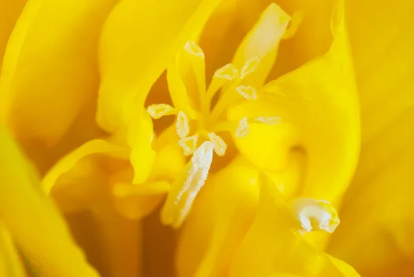 Detail of yellow freesia flower — Stock Photo, Image