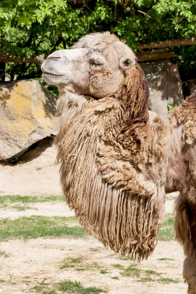 Bactrian camel — Stock Photo, Image