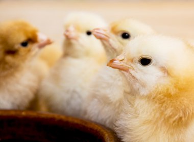 Group of yellow little chicks clipart