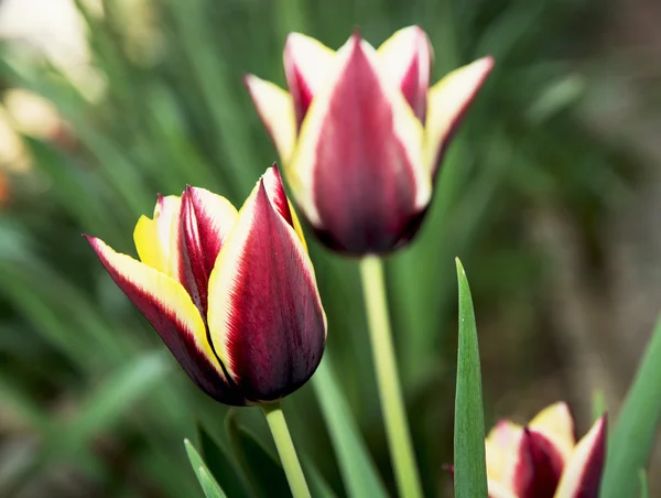 Red-yellow tulips — Stock Photo, Image