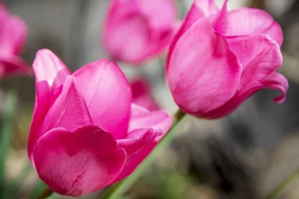 Beautiful pink tulips — Stock Photo, Image