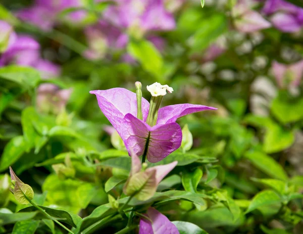 Close up of a bougainvillea purple flowers — Stock Photo, Image