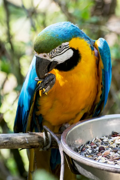 Guacamayo azul y amarillo (Ara arararauna ) — Foto de Stock