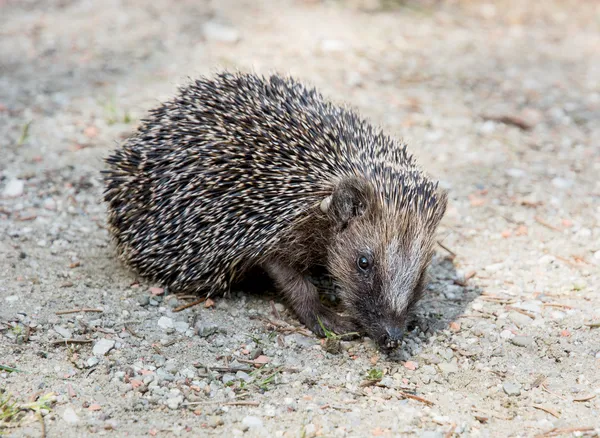 Jeż (erinaceus europaeus) — Stok fotoğraf