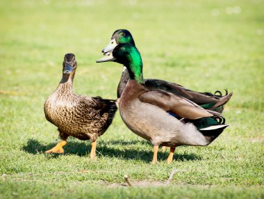 Group of mallard ducks on the lawn clipart