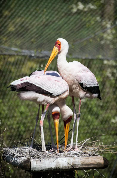 Gelbschnabelstorch (mycteria ibis)) — Stockfoto