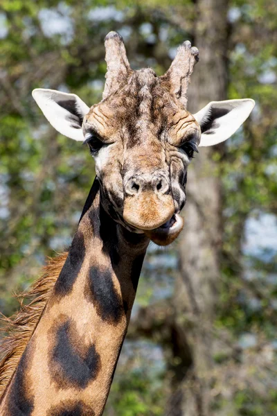 Один Ротшильд жирафа (giraffa Жираф rothschildi) — 스톡 사진