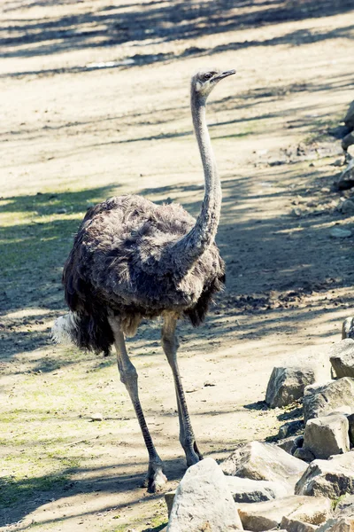 Avestruz (Struthio camelus ) —  Fotos de Stock