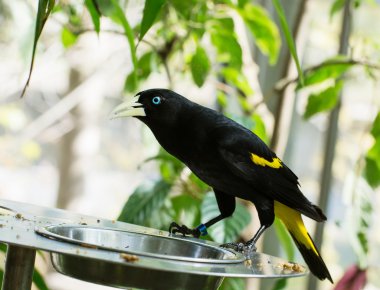 Sarı sağrılı cacique (cacicus cela)