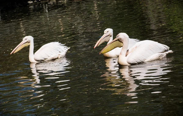 Grande pelicano branco (Pelecanus onocrotalus) no lago — Fotografia de Stock