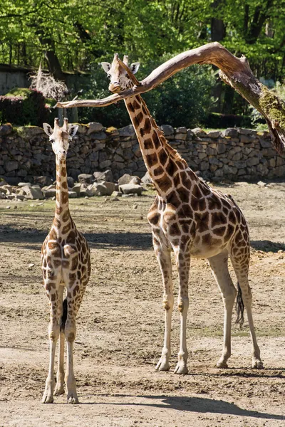 Jirafa de Rothschild (Giraffa camelopardalis rothschildi) con c —  Fotos de Stock