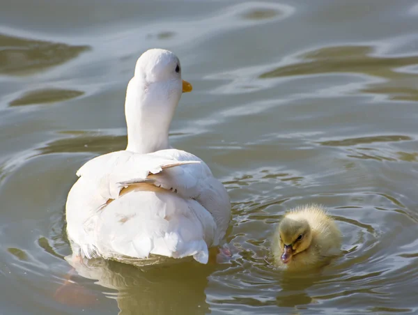 Bílá kachna s její káčátko v rybníku — Stock fotografie