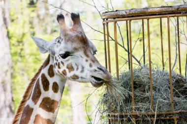 Rothschild's giraffe (Giraffa camelopardalis rothschildi) eats d clipart