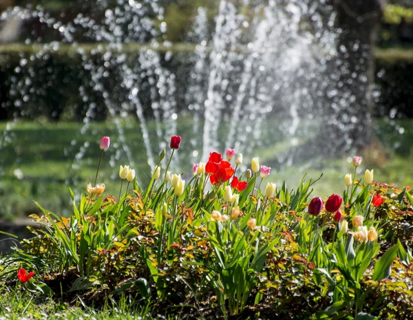 Bellissimi tulipani e fontana — Foto Stock