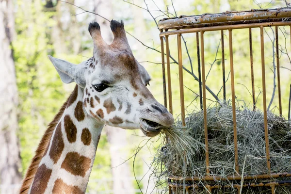 Rothschild's giraff (giraffa camelopardalis rothschildi) äter d — Stockfoto