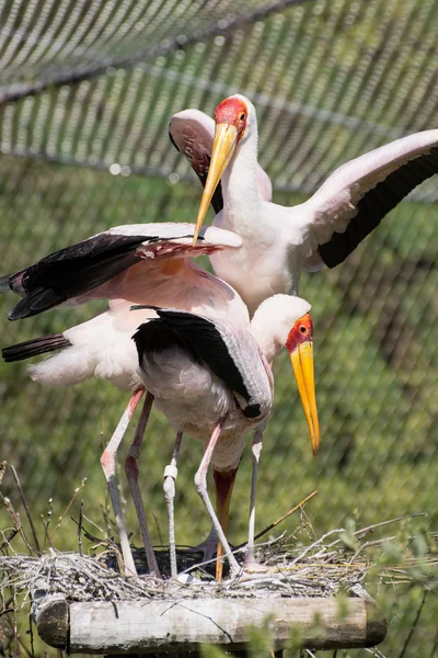 Grupo de cegonhas de bico amarelo (Mycteria ibis ) — Fotografia de Stock