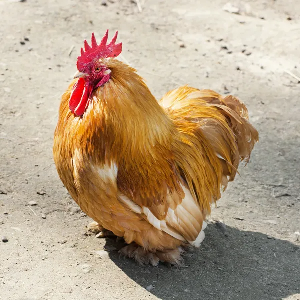 한 국내 닭 (갈 루스 갈 루스 domesticus) — 스톡 사진