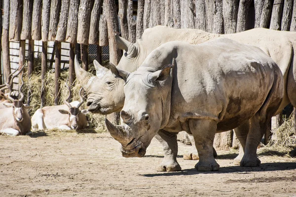 Rhinocéros blanc et Addax en captivité — Photo