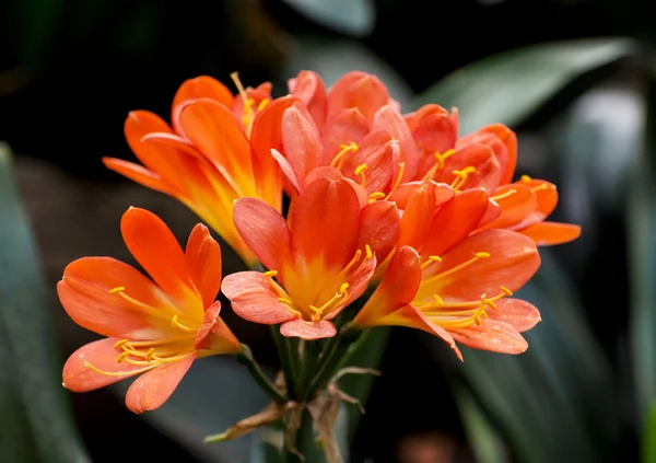 Orange orchid flowers — Stock Photo, Image