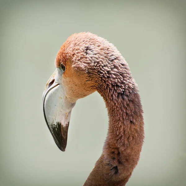 Detalhe de um flamingo maior (Phoenicopterus ruber roseus ) — Fotografia de Stock