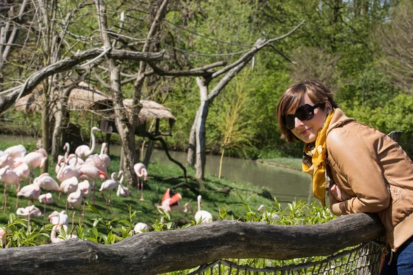 Flamingoların bir hayvanat bahçesi olan kadın — Stok fotoğraf