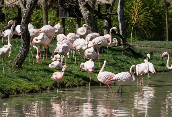 Groupe des grands flamants roses (Phoenicopterus ruber roseus) ) — Photo