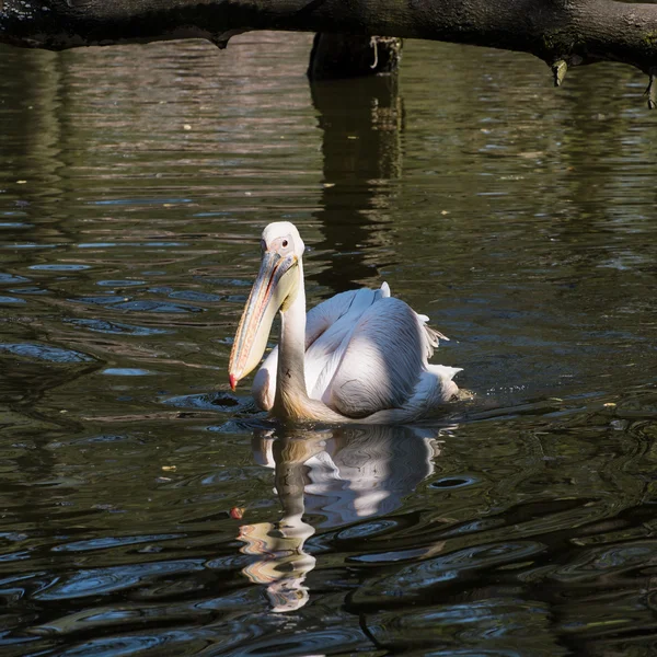 Um grande pelicano branco (Pelecanus onocrotalus) no lago — Fotografia de Stock