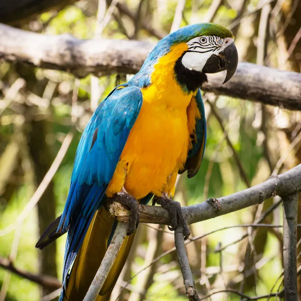 Un aras bleu et jaune (Ara ararauna) ) — Photo