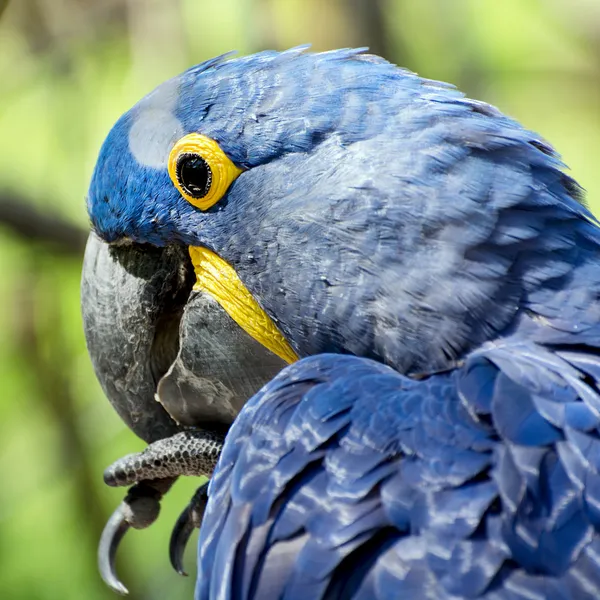 Hyacinth macaw (Anodorhynchus hyacinthinus) — Stock Photo, Image