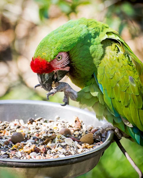 Guacamayo militar mexicano (Ara militaris mexicana ) — Foto de Stock