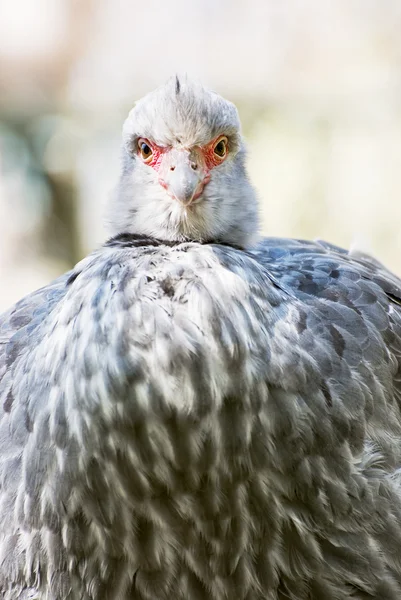 Één Kuifhoenderkoet (chauna torquata) — Stockfoto