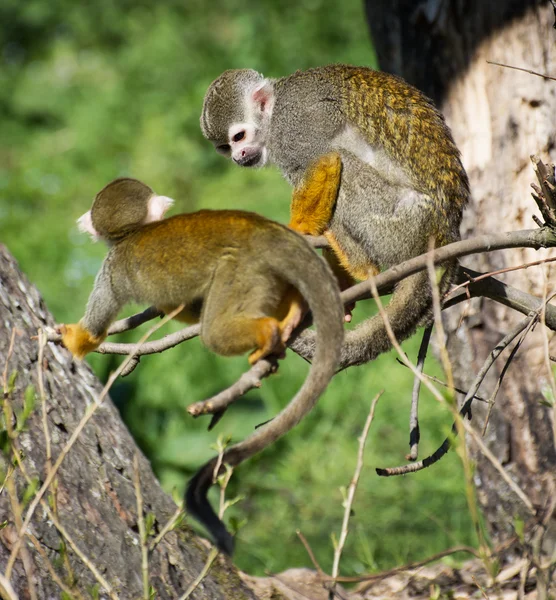 Paar van een gemeenschappelijk eekhoorn aap (saimiri sciureus) — Stockfoto